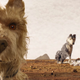 Illustration for article titled Dogs are invited to a San Francisco screening of iIsle Of Dogs/iem/em